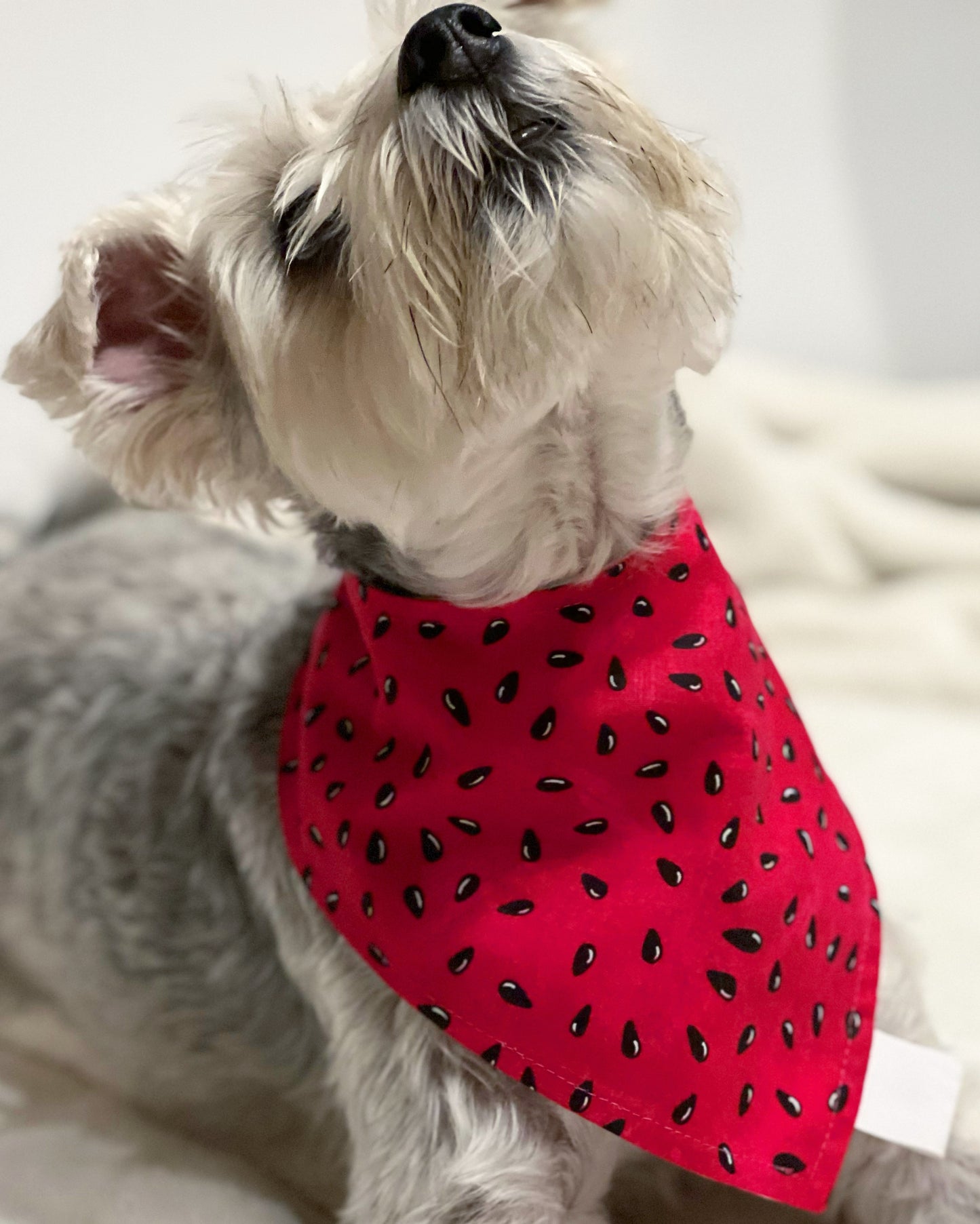 Pet reversible bandana “Watermelon seeds”