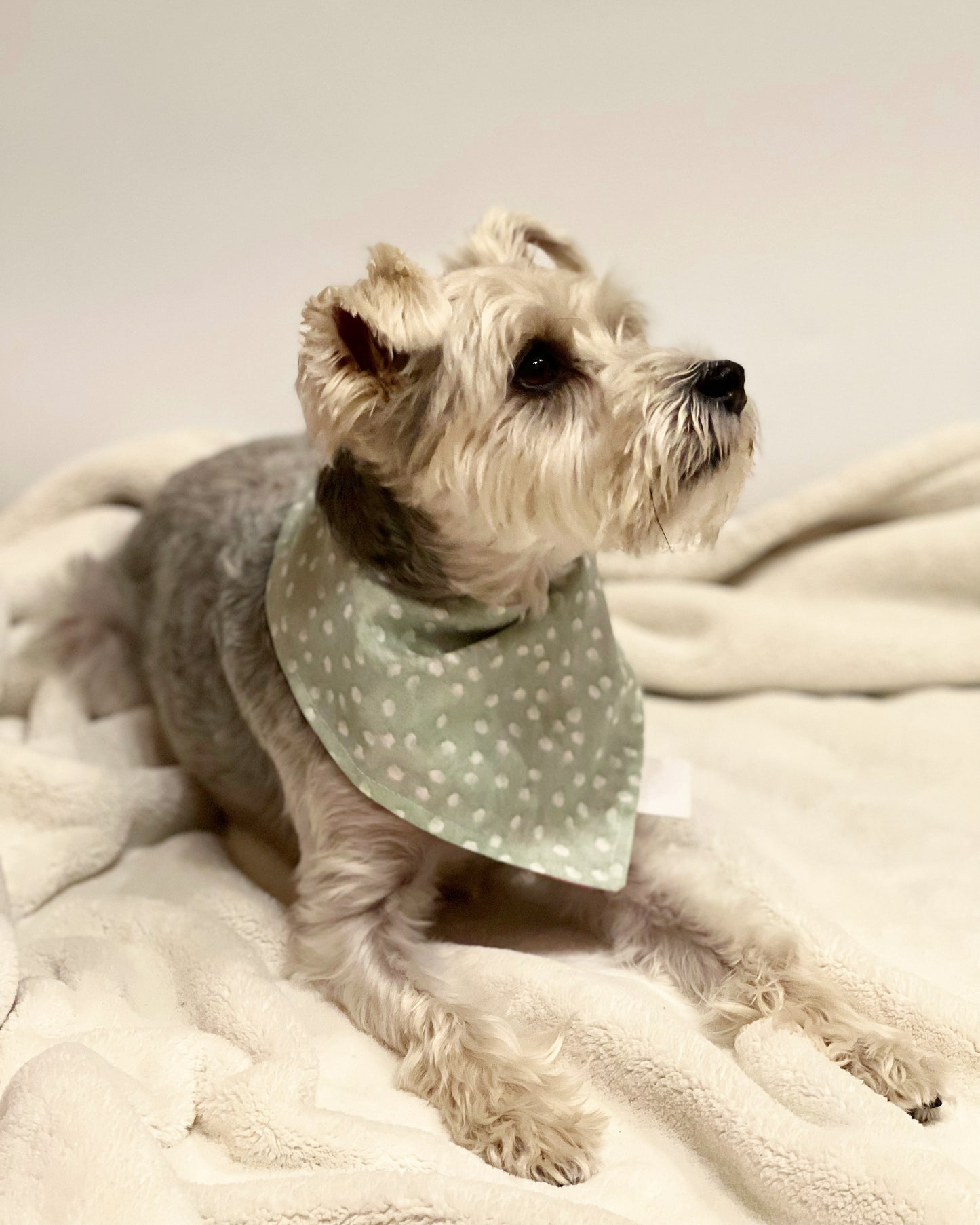 Pet reversible bandana “Polka dots”