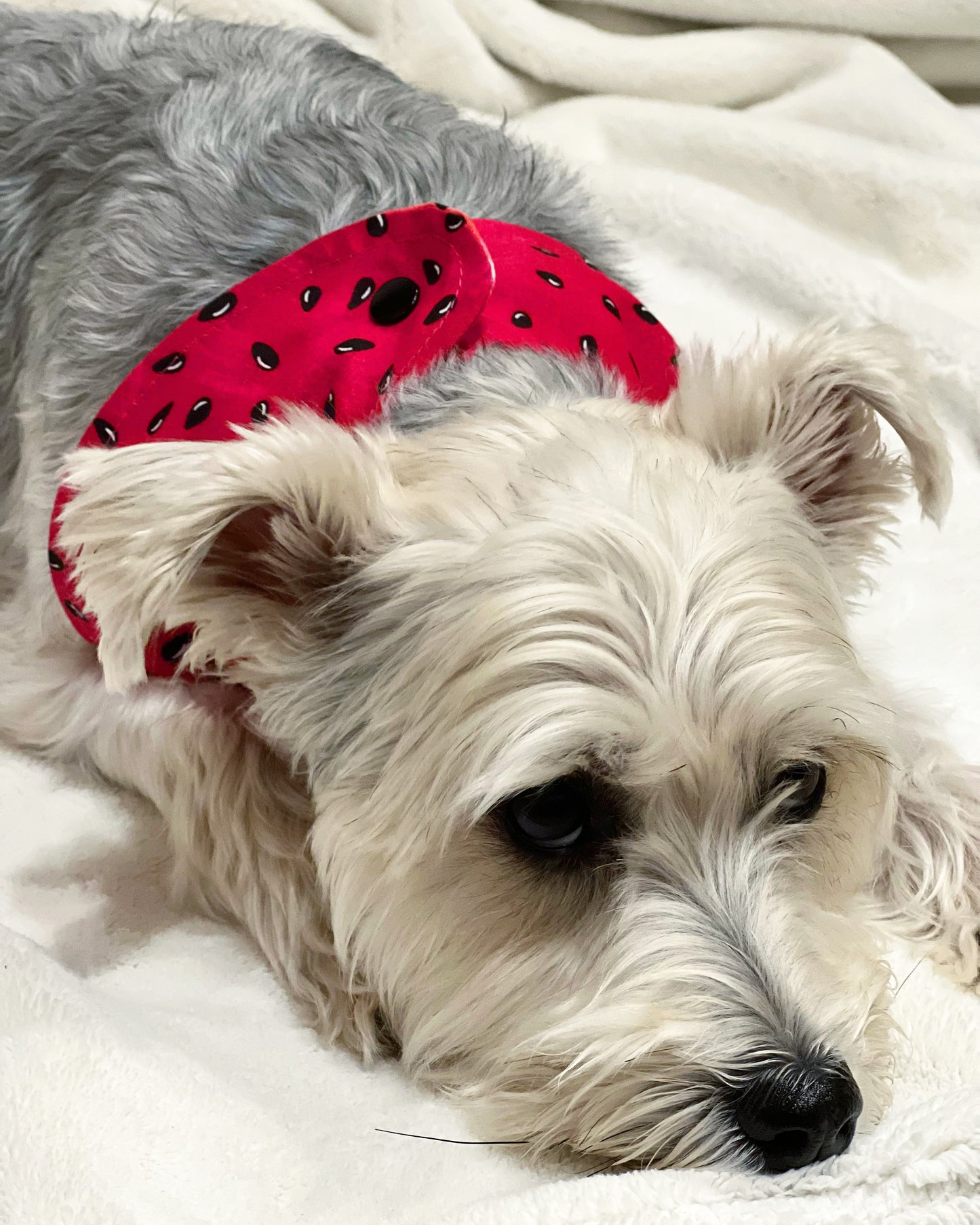 Pet reversible bandana “Watermelon”