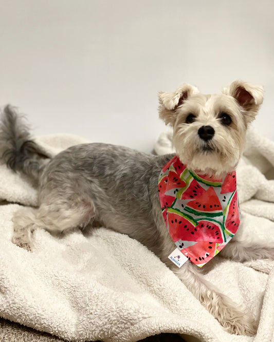 Pet reversible bandana “Watermelon”