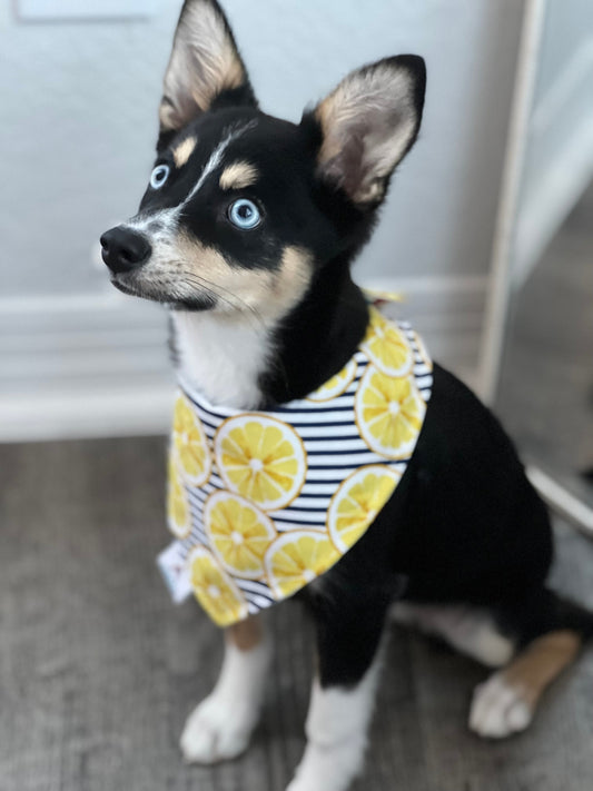Pet reversible bandana “Lemons”