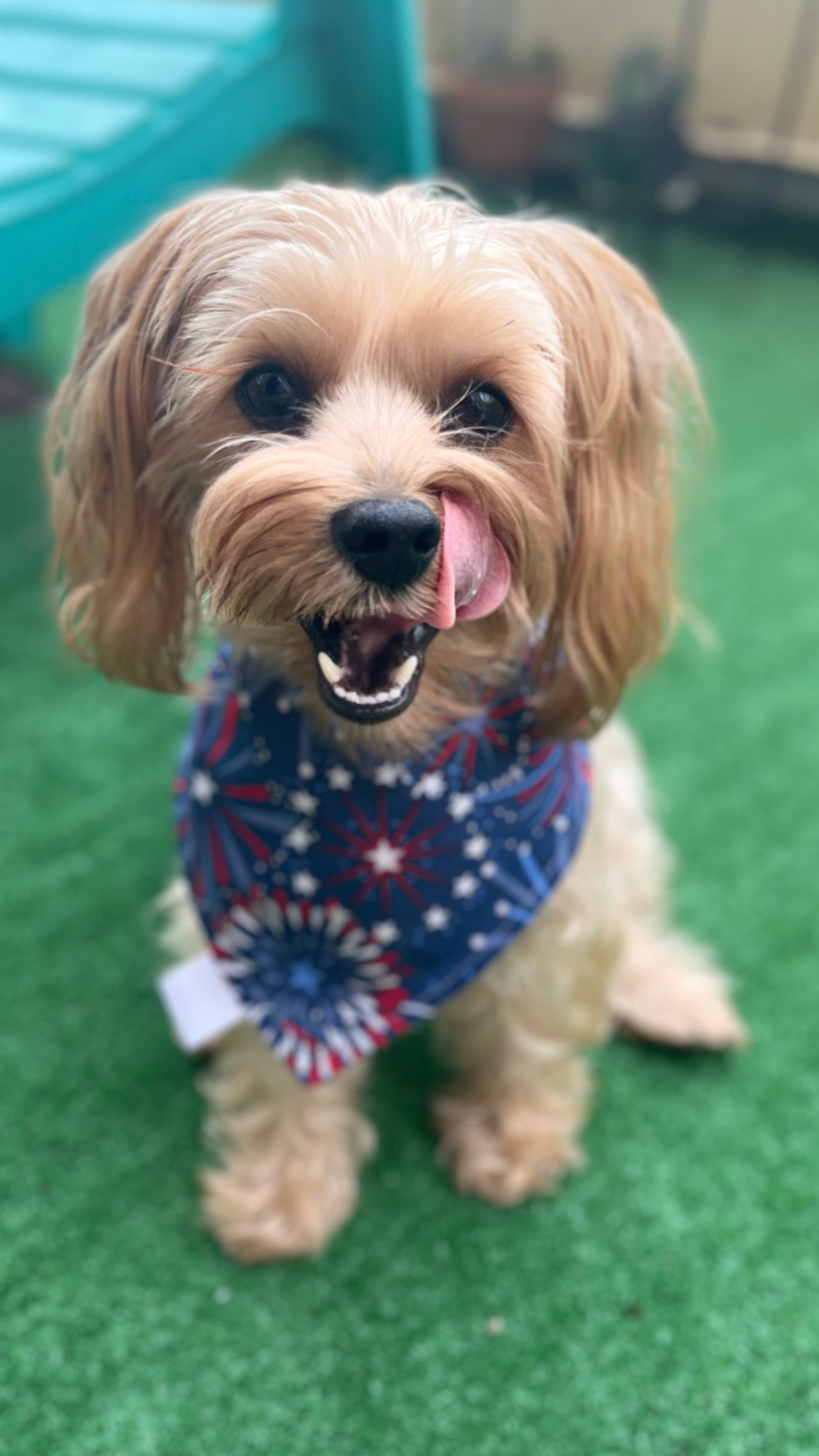 Pet reversible bandana “Fireworks”